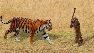 WOW Tiger Attack Monkey