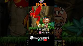 닭둘기. 메이플랜드