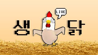 겟앰프드 생닭 / 겟모닝~