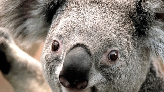 리니지신규지원루나발가락