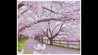 블소레볼루션 고향서버인 경국지색으로 왕이 돌아왔다 블소…