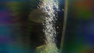 Wow this fish are crazy