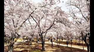 블소레볼루션 비무 해봅시다