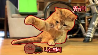 벌레 잡는 고양이