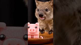 ASMR Mukbang | Quokka Eats Minecraft Characters마인크래프트 먹방 #aiasmr #asmr #eatingasmr #eatingsounds